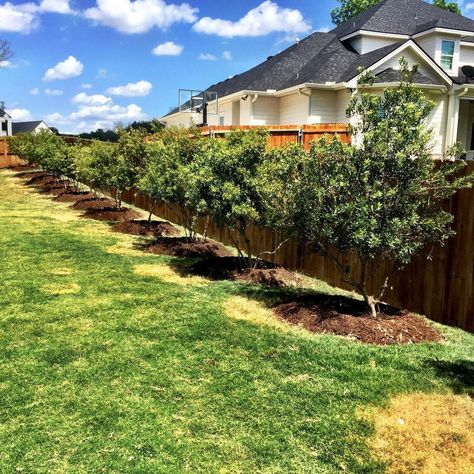 Legacy Landscapes Waco on Instagram: “Planted some quick-growing Wax Myrtle trees along this fence to provide privacy in a client’s backyard. A line of trees makes the wooden…” Wax Myrtle Hedge, Trees Lining Fence Backyards, Wax Myrtle Tree, Wax Myrtle Tree Privacy Hedge, Fence Line Trees Privacy, Wax Myrtle, Southern Wax Myrtle, Crepe Myrtle Trees Lining Driveway, Privacy Hedge