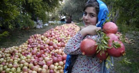 Photos: Pomegranate harvest in Northern Iran Iran Food, Iran Pictures, Iran Travel, First Animation, Persian Culture, Hidden Beauty, Iranian Women, Persian Food, Winter Scenery