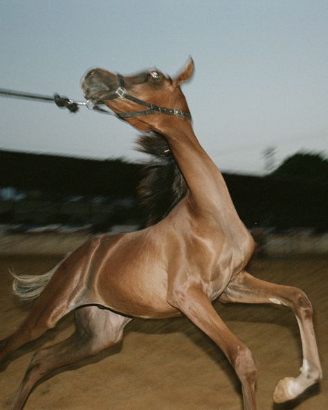 Discover the photographer on Instagram: @adam.rouhana  Tap the link for more photography on NOWNESS 📸 Photography Ideas Animals, Horse Training Aesthetic, Horse Photography Ideas, Horse Riding Photography, Friesian Horse Photography, Unusual Horse, Weird Photography, Horse Running, Horse Inspiration