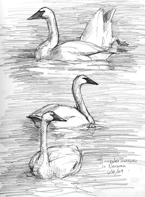 Bird Sketches, Landscape Pencil Drawings, Pencil Drawing Images, Sketches Drawing, Pencil Drawing Tutorials, Bird Sketch, Animal Drawings Sketches, Drawing Faces, Mermaid Tails