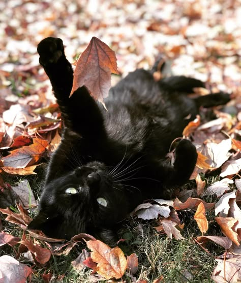 Cat In Fall Leaves, Black Cat In Fall Leaves, Cat Photoshoot Ideas Fall, Cat Fall Photoshoot, Fall Cat Photoshoot, Fall Pet Photoshoot, Black Cat Photoshoot, Cat Photoshoot Ideas, Cat Photo Shoot