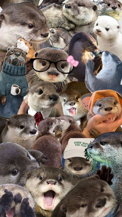 #otter #silly #morning #otterlife Otters