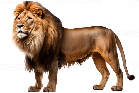 wild lion isolated on transparent background ,side view lion cut out ,generative ai Lion Side View, Black And White Photography Portraits, Lion Artwork, Wild Lion, Lion Drawing, Wild Animals Pictures, Lion Pictures, Animals Pictures, Photography Portraits