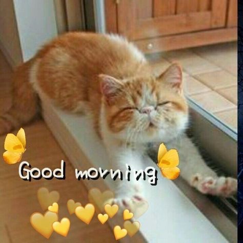 Good Morning Miss You, Good Morning Cutie, Cute Good Night Quotes, Good Morning Animals, Good Morning Cat, Good Morning Cartoon, Tuesday Blessings, Good Morning Smiley, Happy Day Quotes