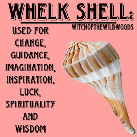 WitchOfTheWildWoods Whelk Shell, Sea Shell Meaning, Divination Methods, Water Witch, Hoodoo Spells, Crystal Seashells, Pagan Spirituality, Wiccan Symbols, Kitchen Witchery