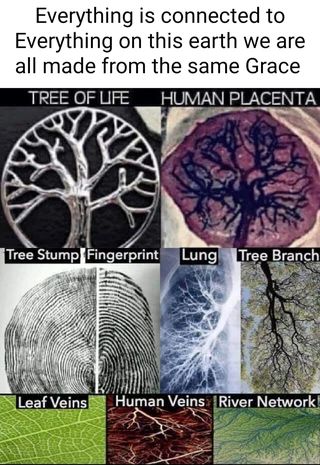 Found on America’s best pics and videos Human Placenta, Cool Science Facts, Spirit Science, Everything Is Connected, Wow Facts, Ancient Knowledge, Science Facts, The Tree Of Life, Fun Science