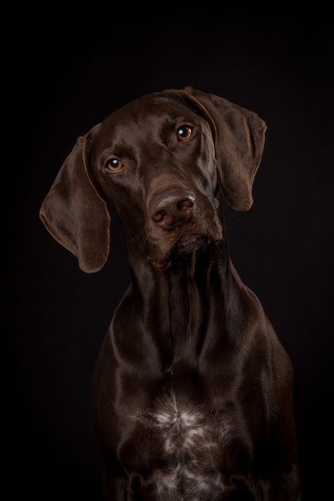 Squamish Bc, Shorthair Pointer, Hunter Dog, Best Friend Forever, German Shorthair, Shorthaired Pointer, Pet Photography, German Shorthaired Pointer, Sporting Dogs