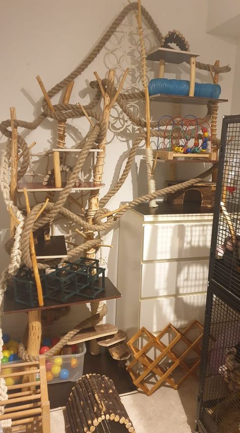 Rat Room Ideas, Rat Free Roam Area, Rat Free Roam, Diy Rat Cage Accessories, Rat Cage Setup, Rat Enclosure, Rat Cage Diy, Conure Cage, Pet Rat Cages