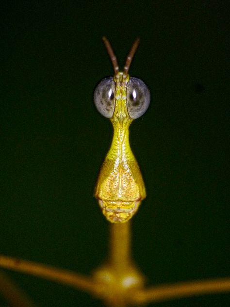 Stick Grasshopper, Proscopiidae | 相片擁有者Ecuador Megadiverso Pet Shop Aesthetic, Familiar Animal, Bug Board, Drawing Creepy, Weedy Sea Dragon, Stick Bug, Schrödinger's Cat, Stick Insect, Cool Insects