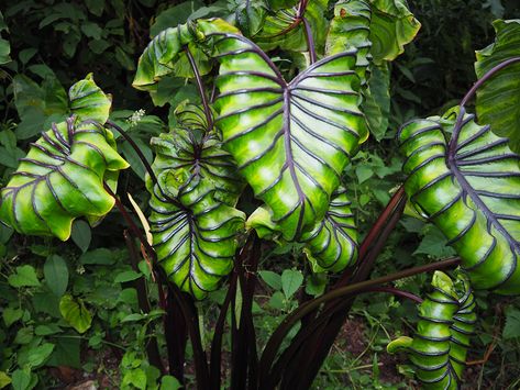 Panicle Hydrangea, Elephant Ear Plant, Garden Bulbs, Fine Gardening, Starting A Garden, Tomato Garden, Elephant Ears, Garden Trellis, Garden Trees