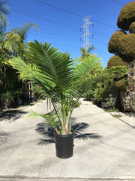 Majesty Palm Majesty Palm, Live Plants, Landscape Architecture, Cactus Plants, Palm Trees, Exterior, Architecture, Plants