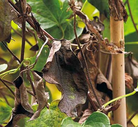 Even if you grow clematis that are very resistant to wilt, next summer your plant may still get it. Clematis Wilt, Plant Leaves Turning Brown, Clematis Care, Clematis Plants, Garden Gate, Level 3, Garden Gates, Clematis, My Garden