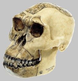 erectus skull Homo Habilis, Handmade Skulls, Creature Artwork, Archaeology, Evolution, History, Art