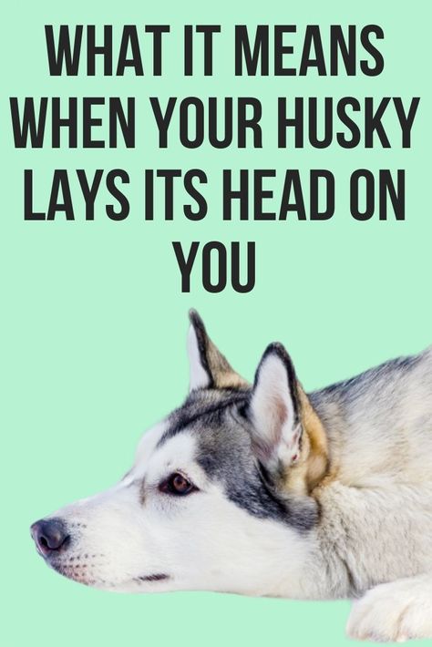 Husky Quotes, Husky Grooming, Husky Puppy Training, Husky Facts, Husky Training, Siberian Husky Facts, Siberian Husky Funny, Cute Husky Puppies, Husky Owner