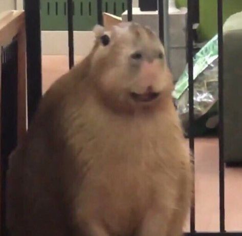 Cute smiling chubby happy capybara Image Cat, Silly Animals, Funny Profile Pictures, Cat Aesthetic, Weird Animals, Warrior Cats, Rodents, Cute Creatures, Sweet Animals