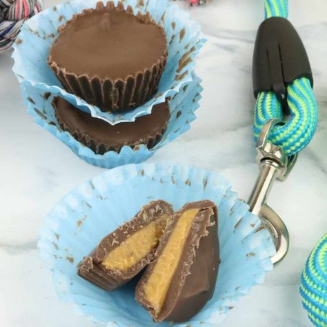 Homemade Peanut Butter Cups for Dogs Pup Cups, Dog Peanut Butter, Mini Peanut Butter Cups, Pup Cup, Soft Dog Treats, Recipes For Dogs, Homemade Peanut Butter Cups, Dogs Diy Projects, Carob Chips