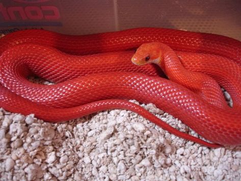 Blood Red Cornsnake. Baby Snakes, Cool Snakes, Pretty Snakes, Colorful Snakes, Snake Wallpaper, Corn Snake, Snake Lovers, Cute Reptiles, Reptile Snakes