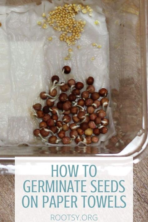 You can save time and money by germinating seeds on a paper towel, this is called pre-sprouting, or pre-germinating, seeds. Learn how in this step by step guide. Paper Towel Seed Starting, Germinate Seeds Paper Towel, Pre Sprouting Seeds, Germinating Seeds Indoors, Germinate Seeds, Germinating Seeds, Growing Green Beans, Herb Growing, Saving Seeds