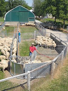 Handling Equipment for Sheep and Goats Sheep Handling Equipment, Sheep Fencing, Sheep Fence, Cattle Facility, Sheep House, Sheep Pen, Heritage Chickens, Barn Layout, Sheep And Goat