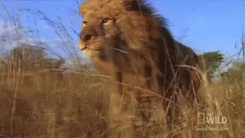 Lion GIF - Lion Running Majestic - Discover & Share GIFs Lion Running, Ex Girl, Lion Sketch, Male Lion, Large Cats, Animals Of The World, Cat Gif, 귀여운 동물, Worlds Of Fun