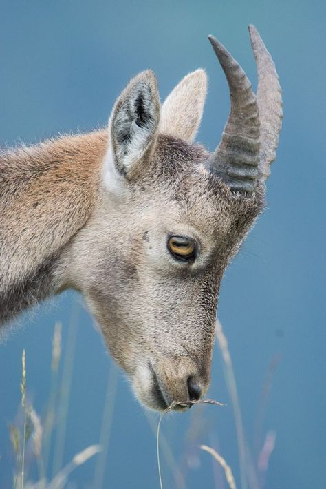 Horned Animals, Goat Paintings, Regard Animal, Wild Animals Photography, Big Horn Sheep, Cute Goats, Mountain Goat, Reptiles Pet, Paper Animals