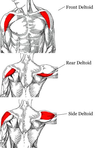 Shoulder muscles Shoulder Muscles Anatomy Drawing, Shoulders Anatomy, Shoulder Muscles Anatomy, Human Anatomy Notes Aesthetic, Neck Muscle Anatomy, Muscular Anatomy, Shoulder Anatomy, Shoulder Muscle, Arm Anatomy