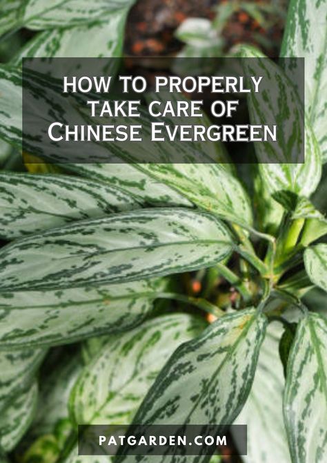 Our step-by-step instructions make it easy to care for your Chinese Evergreen, even if you're new to plant parenting. Chinese Evergreen Plant Care, Plant Parenting, Chinese Evergreen Plant, Chinese Evergreen, Evergreen Plants, All About Plants, Indoor Plant, Plant Care, Step By Step Instructions