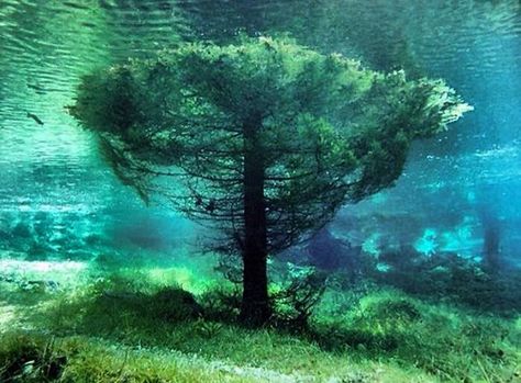 Submerged tree at Grüner See (Green Lake) in Austria. Underwater Park, Green Lake, Alam Yang Indah, Beautiful Tree, Pretty Places, Places I Want To Go, In The Winter, Amazing Nature, Beautiful World