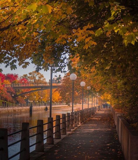 Ottawa Aesthetic, Canada Vibes, Canada Toronto City, Trees Photo, Paintings Nature, Back To My Roots, Book Mood, Watercolor Paintings Nature, Toronto City