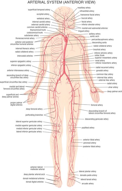 Awesome site for detailed anatomy diagrams. Arterial System, Summer Health, Arteries And Veins, Health And Fitness Magazine, Healthy Diet Tips, Daily Health Tips, Body Anatomy, Fitness Advice, Health Magazine