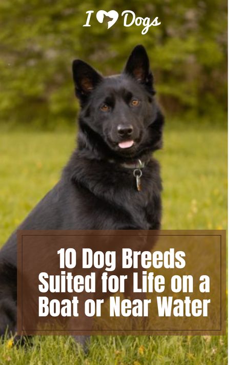 10 Dog Breeds Suited for Life on a Boat or Near Water Water Dogs Breeds, Irish Water Spaniel, American Water Spaniel, Water Rescue, Chesapeake Bay Retriever, Portuguese Water Dog, Love Boat, Marine Environment, Best Dog Breeds