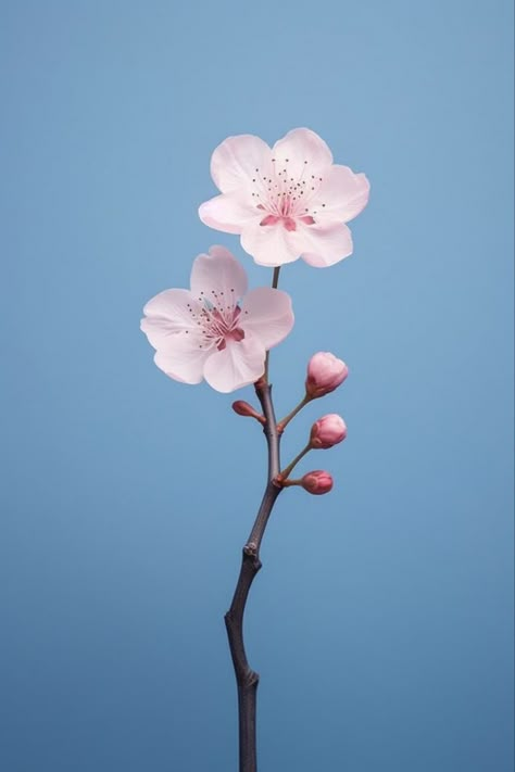 Blossom Mascara Hannya, Cherry Blossom Pictures, Blossom Wallpaper, Cherry Blooms, Cherry Blossom Wallpaper, Best Wallpaper Hd, Cherry Flower, Poster Wallpaper, Cherry Blossom Branch