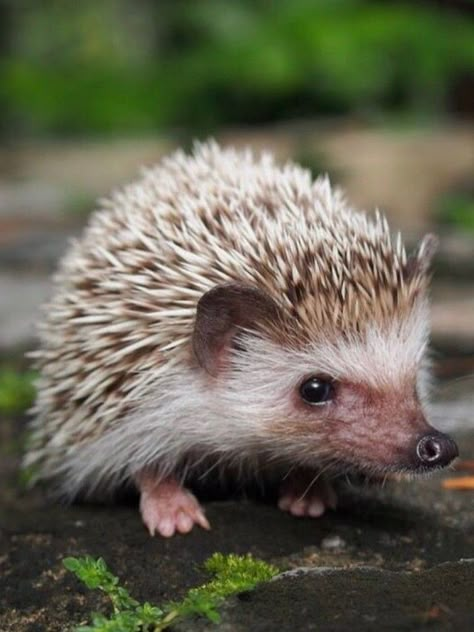 Tattoo Hedgehog, Hedgehog Cage Ideas, Drawing Hedgehog, Hedgehog Cheeseball, Hedgehog Tattoo, Hedgehog Cage, Sketches Nature, Hedgehog Drawing, Hedgehog Cake