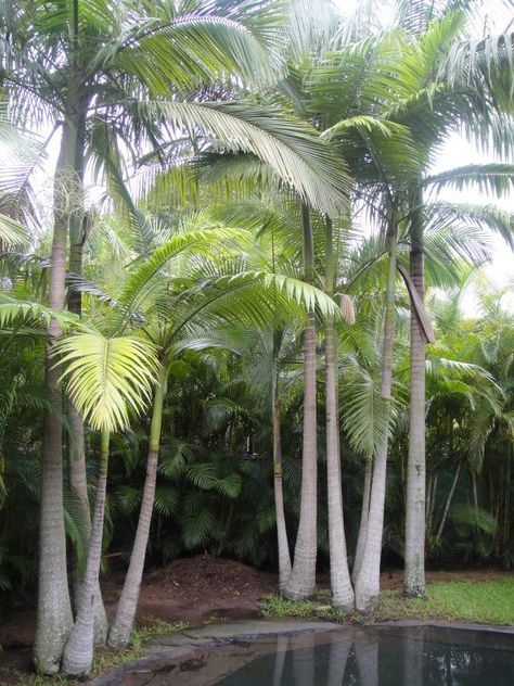 Alexandra palm (archontophoenix alexandrae, king palm, northern bangalow palm, feather palm) is a tall palm endemic to Queensland, Australia. The trunk is often swollen at the base, and bears prominent leaf scars. The graceful crown has 8 to 10 pinnate, feather-like fronds that measure up to 4.5m in length. It grows to a height of 30m. Alexander Palms, King Palm, Palm Trees Garden, Tropical Landscape Design, Coastal Landscaping, Palm Garden, Plant Fungus, Beach Gardens, Tropical Landscaping