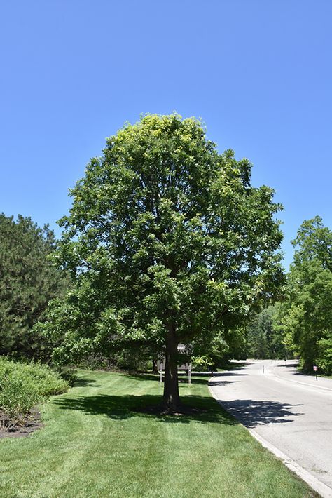 Find Bur Oak (Quercus macrocarpa) in Naperville Aurora Batavia Oswego Chicago Wheaton Illinois IL at The Growing Place (Mossycup Oak) Bur Oak Tree, Drought Tolerant Trees, Low Maintenance Yard, Burr Oak, Plant Zones, Missouri Botanical Garden, Fast Growing Trees, Green Door, Shade Trees