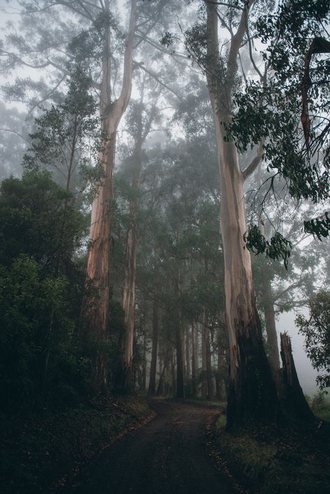 Dandenong Ranges National Park, Australian Gothic, Dandenong Ranges, Tumblr Website, Mother Nature, Mist, National Park, Tree Trunk, Melbourne