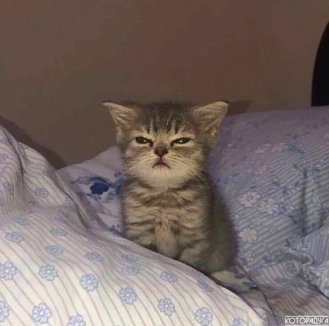 Funny Looking Cats, The Sweetest Thing, Funny Animal Photos, Silly Cats Pictures, Cute Cats Photos, Sweetest Thing, Animal Photos, Silly Animals