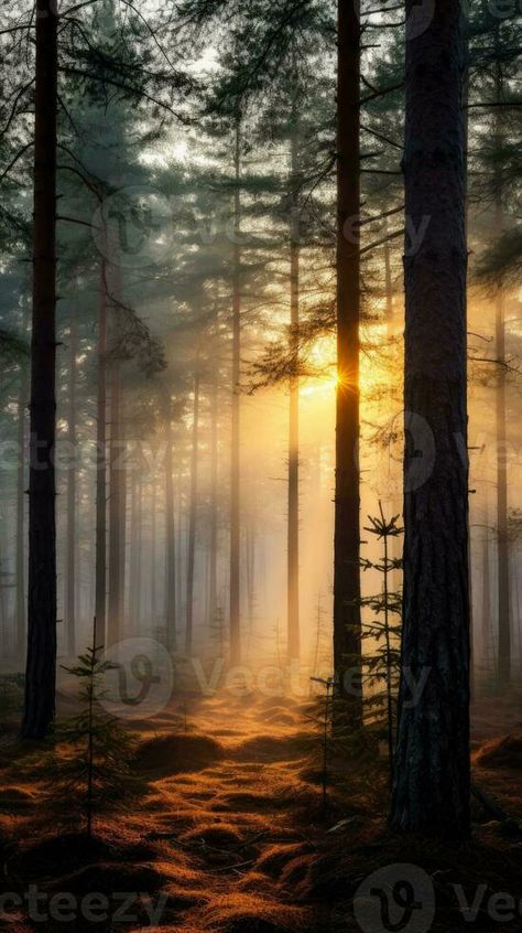 Majestic evergreen pine forest in a fog at sunrise generative AI Majestic Forest, Evergreen Fog, Forest Sunrise, Evergreen Forest, Pine Forest, Wallpapers Backgrounds, Pretty Wallpapers Backgrounds, Vector Graphics, Pretty Wallpapers