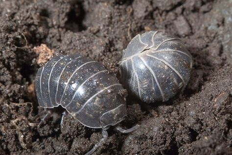 Pill Bugs, Potato Bugs, Ants Activities, Silhouette Sport, Woodlice, Pill Bug, Bee Activities, Kill Ants, Fire Ants