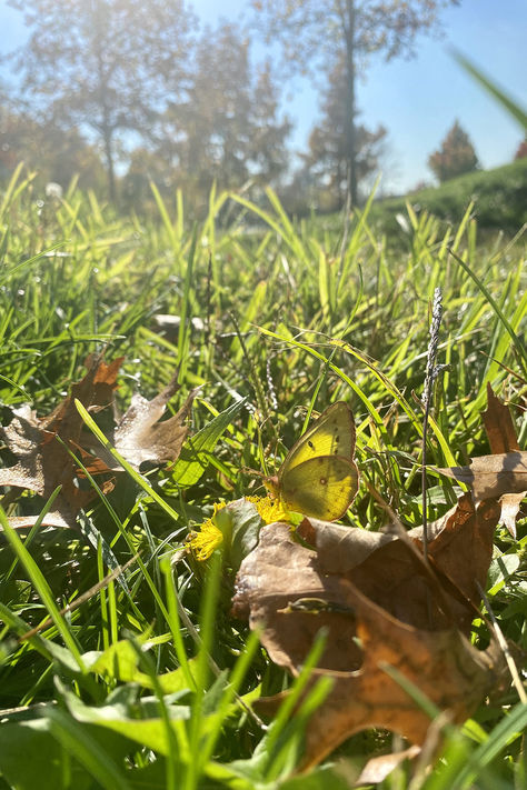 Photograph of a Southern Dogface butterfly on a sunny afternoon. #photography #butterfly #dandelion #grass #sunnyday #iphonephotography #nature #autumn #autumnphotography #outdoor Dogface Butterfly, Afternoon Photography, The Secret Of Change, Photography Butterfly, Nature Autumn, Sunny Afternoon, Dog Face, My Photo Gallery, Iphone Photography