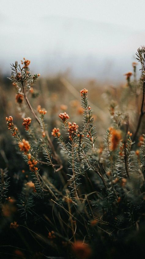 Landscape Photography Tips, Winter Nature, Plant Wallpaper, Trendy Flowers, Winter Wallpaper, Inspirational Wallpapers, Wallpaper Decor, Autumn Garden, Belleza Natural