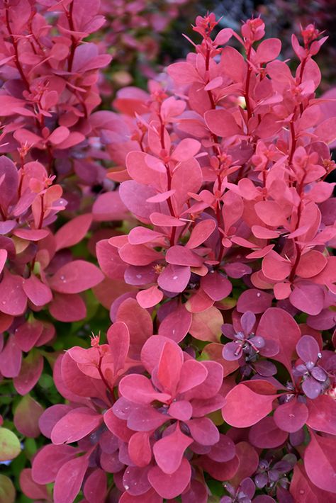 Orange Rocket Japanese Barberry (Berberis thunbergii 'Orange Rocket') at The Growing Place Berberis Thunbergii, Japanese Garden Decor, Japanese Barberry, Japanese Garden Design, Fall Garden Vegetables, Landscaping Plants, Autumn Garden, Trees And Shrubs, Lawn And Garden