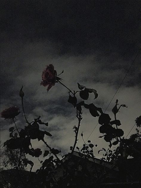 Thorns and roses and the midnight clouds 🥀 Thorns And Roses, Thorny Rose Aesthetic, Roses And Thorns Aesthetic, Flowers With Thorns, Thorns Aesthetic, Rose With Thorns Aesthetic, Spotify Playlist Covers Aesthetic Dark, Wilted Rose Aesthetic Dark, Wilted Rose