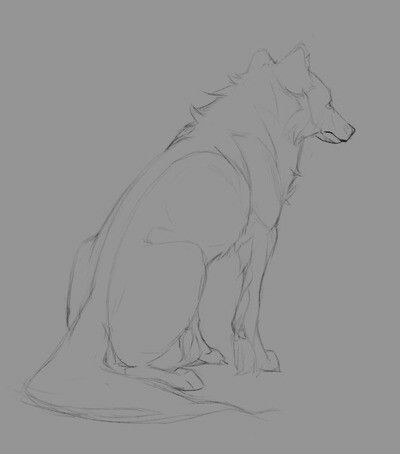 Wolf sketch Wolf Sitting, Wolf Drawings, Wolf Poses, Anime Wolf Drawing, Jin Jang, Wolf Sketch, Canine Drawing, Canine Art, Wolf Drawing