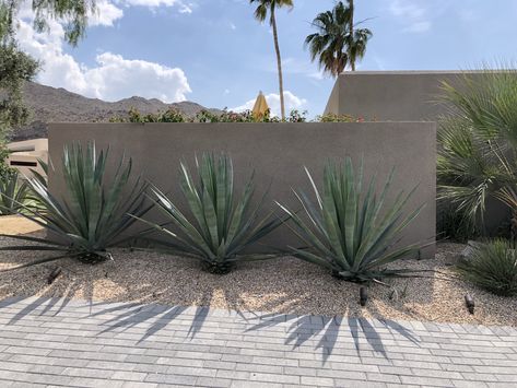 Agave sisalana look very sculptural against this accent wall at a Palm Desert home. How great would this agave look against a blank wall on your property? Desert Living Outdoor Spaces, Entry Way Landscape, Agave Landscaping, Desert Plants Landscaping, Palm Springs Landscaping, Desert Landscaping Backyard, Desert Landscape Design, Desert Backyard, Modern Front Yard