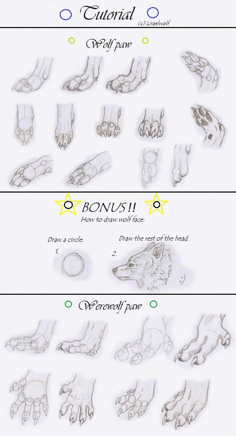 Paws Tutorial, Tutorial For Drawing, Animation Practice, Paw Drawing, Wolf Paw, Drawing Help, Artist Tips, Animal Illustration Art, Animal Reference