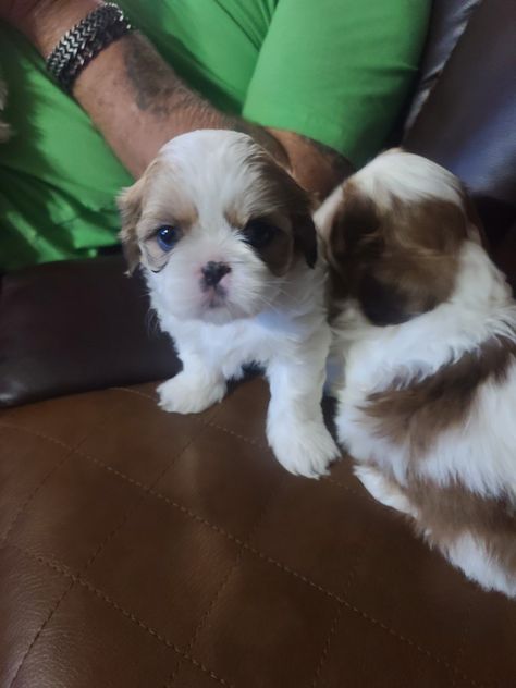 Shih Tzu Puppies For Sale | Dallas, TX Toy Shih Tzu, Brown Shih Tzu, Imperial Shih Tzu, Akita Puppies, American Akita, Lancaster Puppies, Puppy Breeds, Shih Tzu Puppy, Pet Puppy