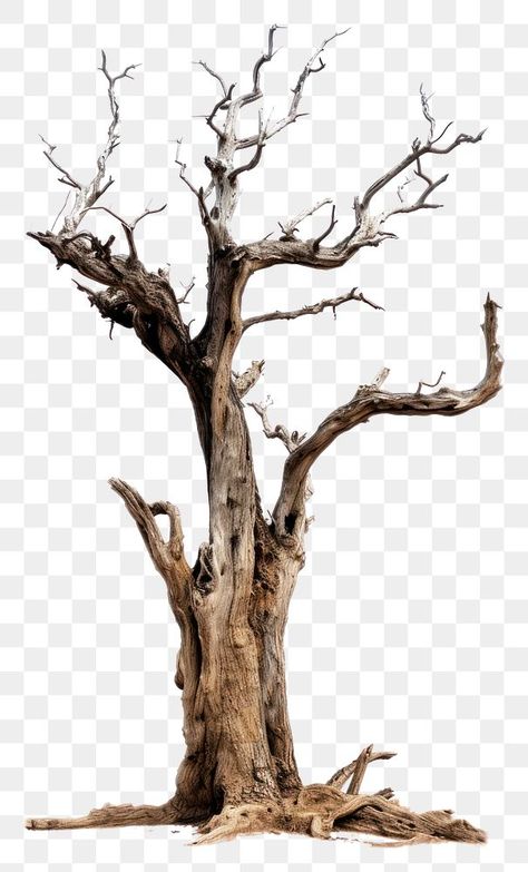 Tree No Leaves, Trees Without Leaves, Driftwood Plant, Photoshop Assets, Tree Without Leaves, Dried Tree Branches, Dry Forest, Imagination Drawing, Hawk Pictures