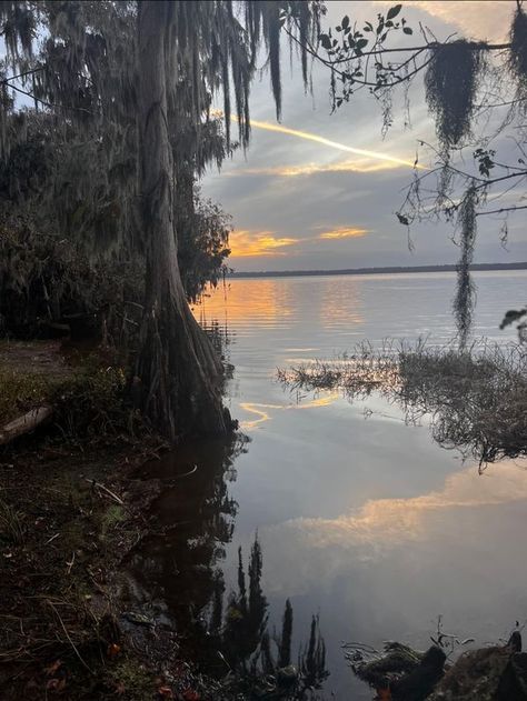 Unseen Florida | Gainesville, fl ( Palm Point Park) | Facebook Gainesville Florida Aesthetic, Niceville Florida, 4 Lifers, Louisiana Bayou, Gainesville Florida, Florida Photography, Student Housing, Year 2, Florida Beaches