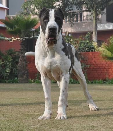 Bully Kutta Dog Info, Temperament, Training, Puppies, Pictures Pakistani Bully Dog, Bully Kutta, Worlds Largest Dog, Alabai Dog, Training Puppies, Kangal Dog, Puppies Pictures, Bully Dogs, Expensive Dogs